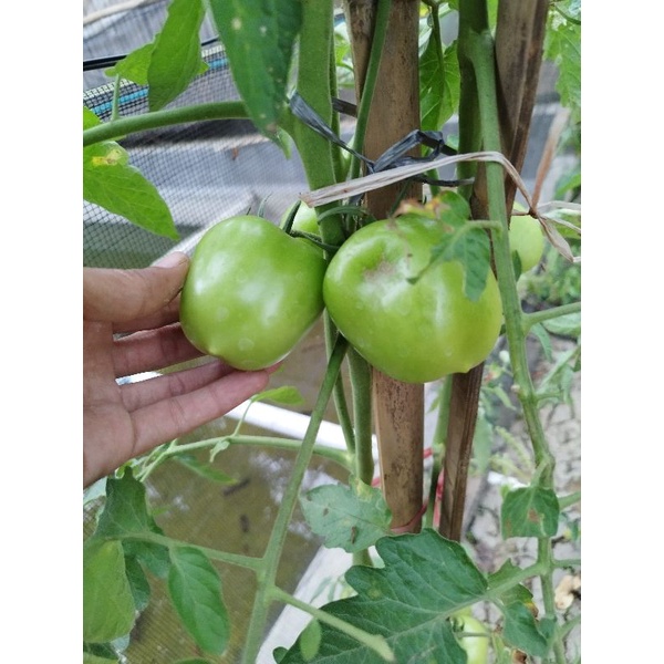 

tomat ijo super segar dadakan 500 gram