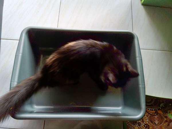 Fasia - Litter Box - Bak Pasir Kucing Ukuran Besar Xl