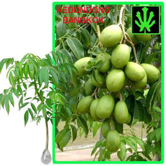 Tanaman Buah Kedondong Bangkok Huo
