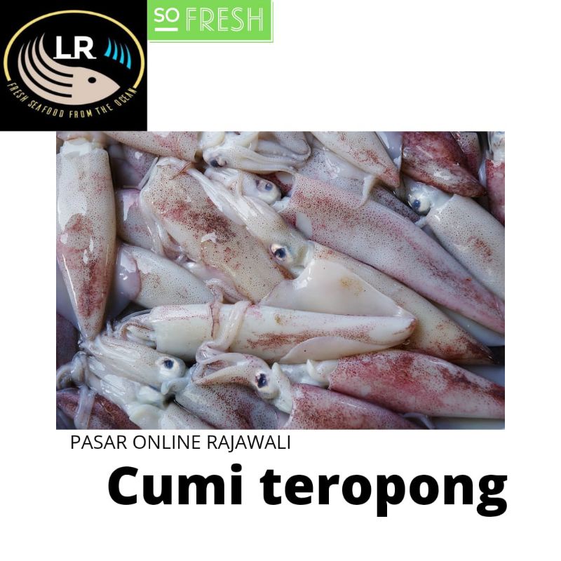 

cumi teropong segar