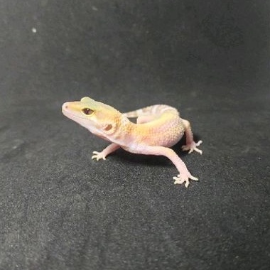 Leopard Gecko Baby Anak Morph Macksnow Tremper Murah