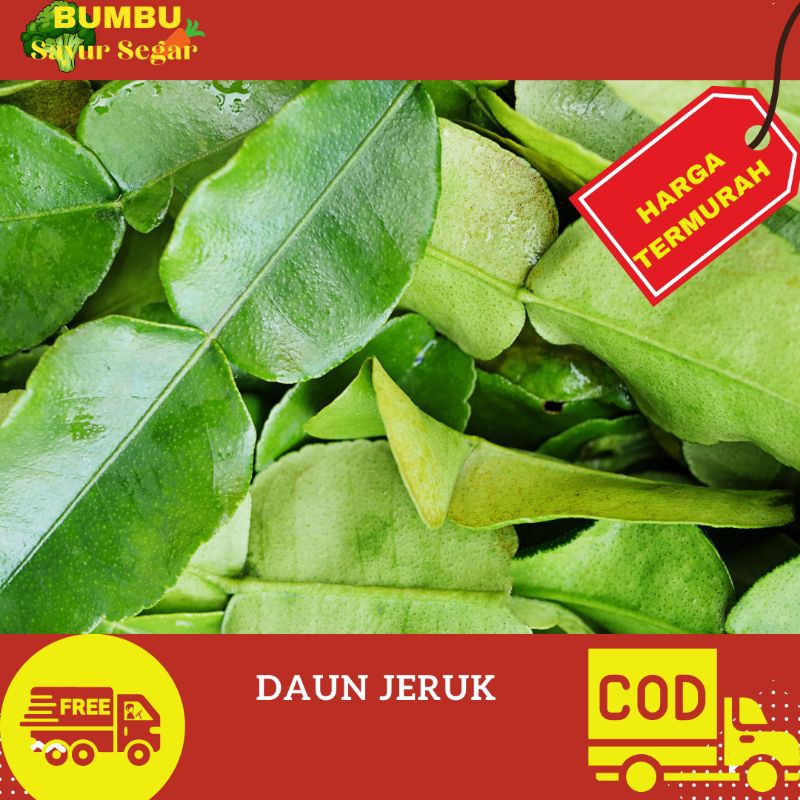

DAUN JERUK