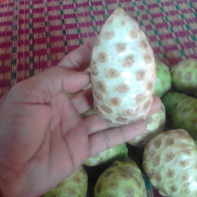 

buah mengkudu segar1 kg