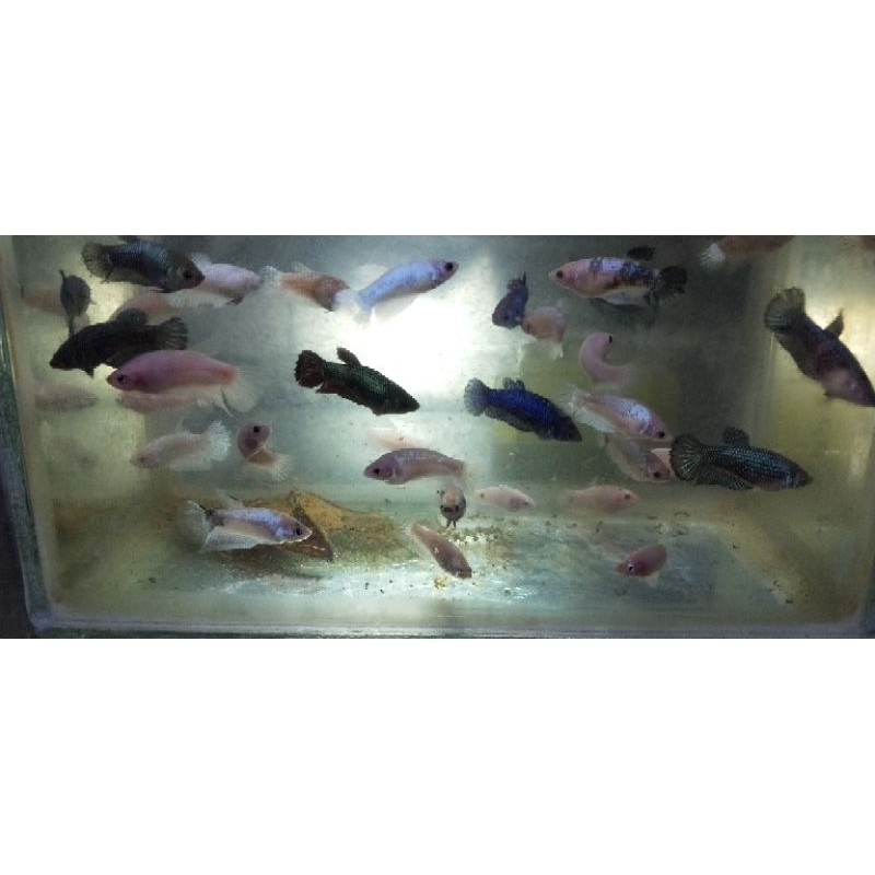 Cupang besgel/cello line koi, nemo dan blurim dewasa