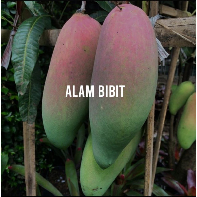 BIBIT MANGGA GOLEK INDIA OKULASI (COCOK DI TANAM POT)