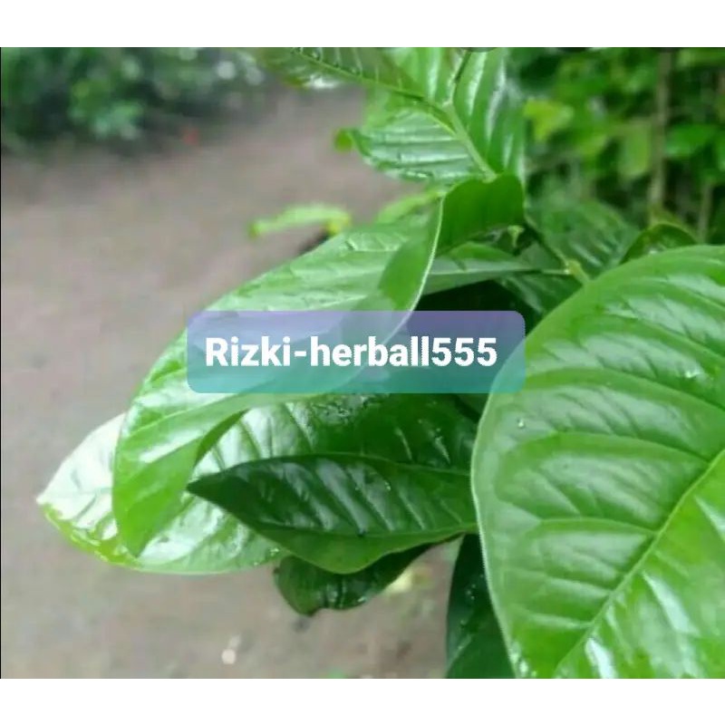 

jual daun kopi segar paket hemat 250 gram