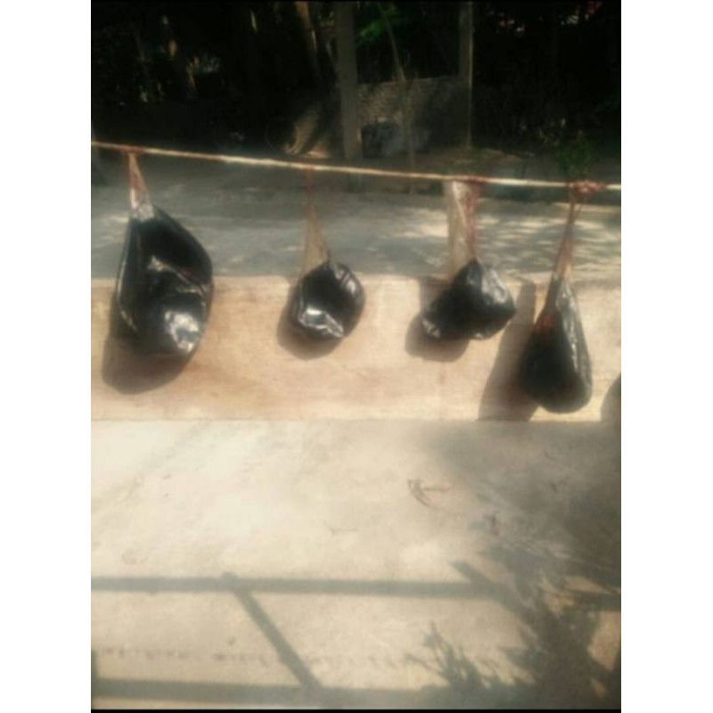 Empedu Ular Pyton Asli