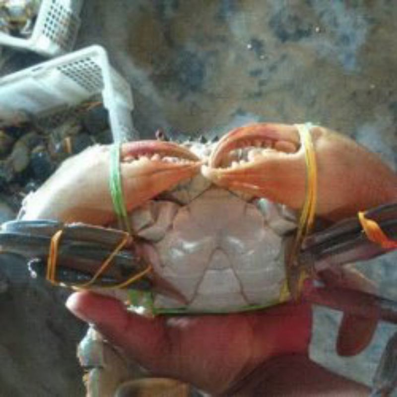 

Kepiting FROZEN 1 Kg