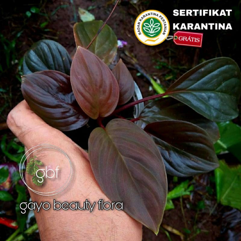 RARE - Tanaman Hias Homalomena Red Humilis / Homalomena Red Velvet / Borneo sp. / Homalomena