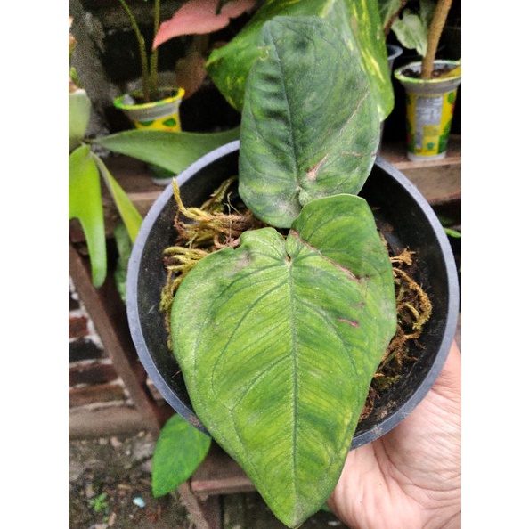 Syngonium Frosted Heart