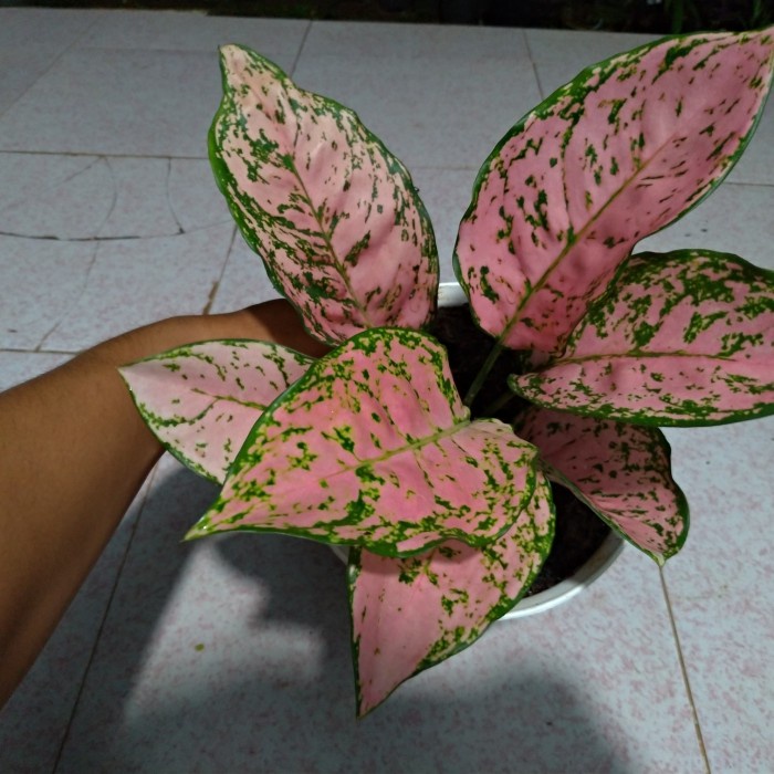 Terbaru Tanaman Hias Aglaonema Aglonema Ruby Super Pink