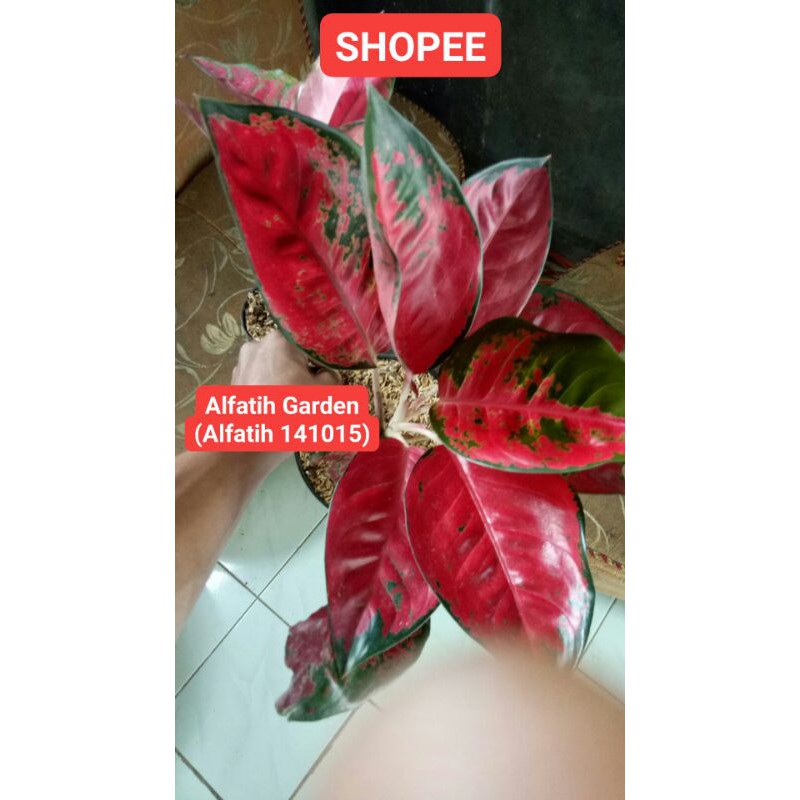 PROMO // Tanaman hias aglonema suksom jaipong culture induk-SUKSOM JAIPONG-Aglonema Suksom Jaipong