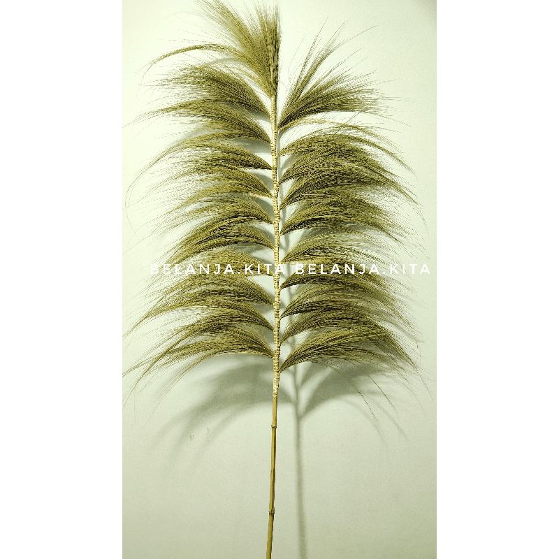 rayung walldecor/bunga kering rayung/rayung stik