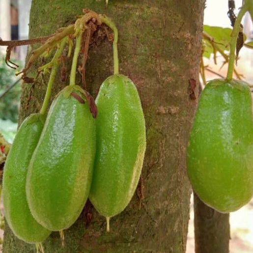 

Buah Asam Belimbing besi 400 gr - buah Asam Wuluh - buah asem