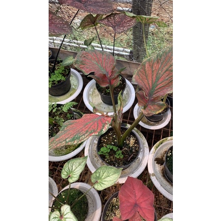 bonggol keladi caladium red ceria
