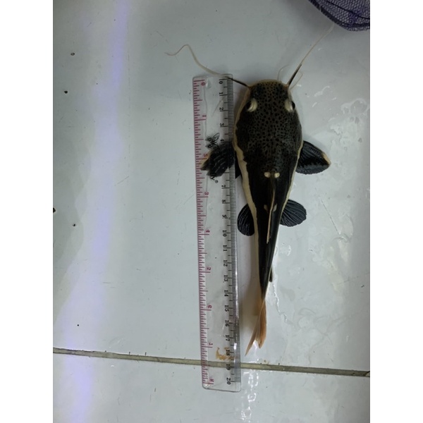 ikan rtc red tail catfish lele amazon