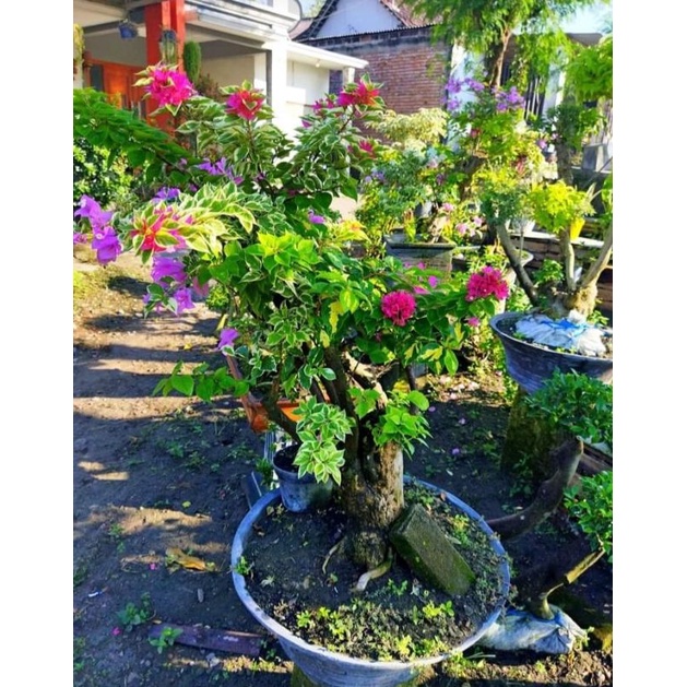 Bibit bunga bugenvil 3 warna