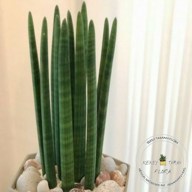 Tanaman Hias Sansivera Tombak - Sansivera Tombak