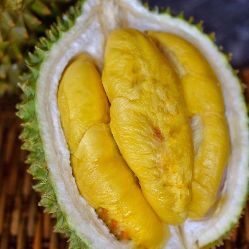 bibit durian D24 superunggul