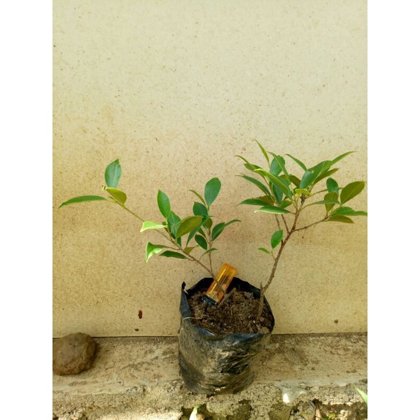Bibit Bahan Bonsai Kimeng/stek