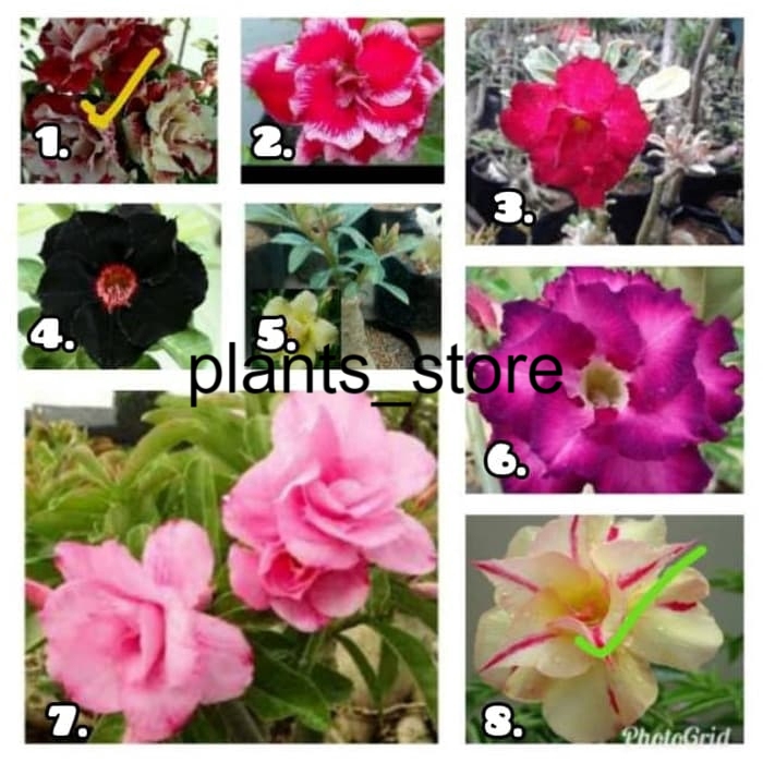 

MURAH Paket Hemat 8 Bibit Bunga Adenium - Kamboja Jepang Obesum Tumpuk PLANTS_STORE