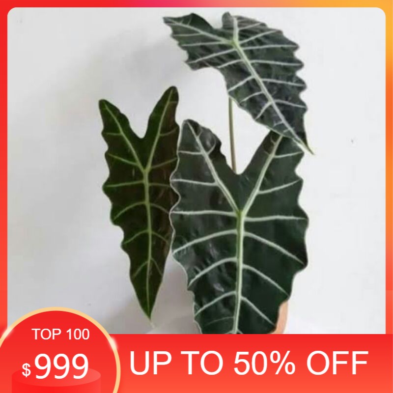 TANAMAN HIAS KELADI TENGKORAK/ ALOCASIA KELADI AMAZON