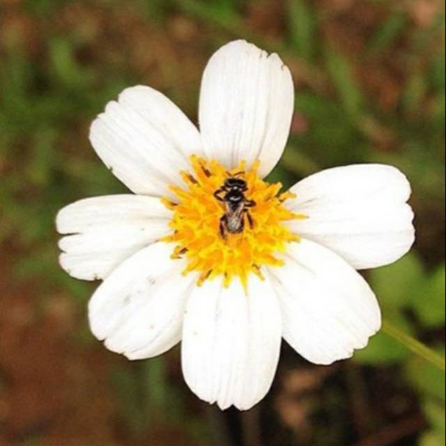 Cuci Gudang Benih Biji Bibit Bunga Bidens Pilosa, Vegetasi Pakan Lebah Trigona/apis JlYxqbXTVEZwAbd