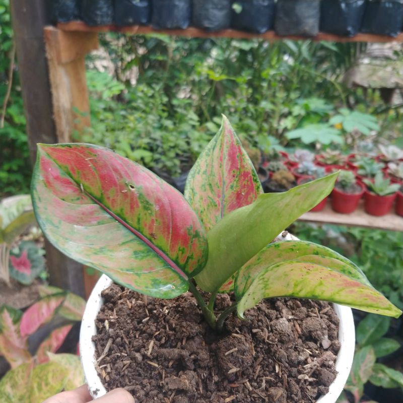 Aglaonema / Aglonema Hengheng