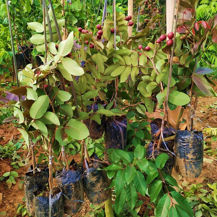 Bibit Tanaman Buah KELENGKENG MERAH Premium