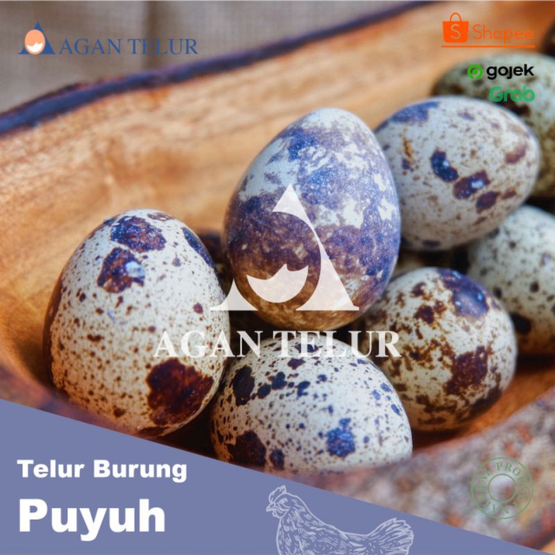 TELUR PUYUH FRESH DAN MURAH / 30 BUTIR