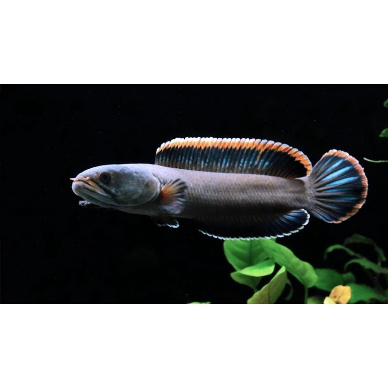 LIMBATA GACHUA WC PAKETAN UK : 10-13CM , UK 14-15CM , 17-20CM ( HARGA / 3 EKOR ) SORTIRAN GONDRONG +