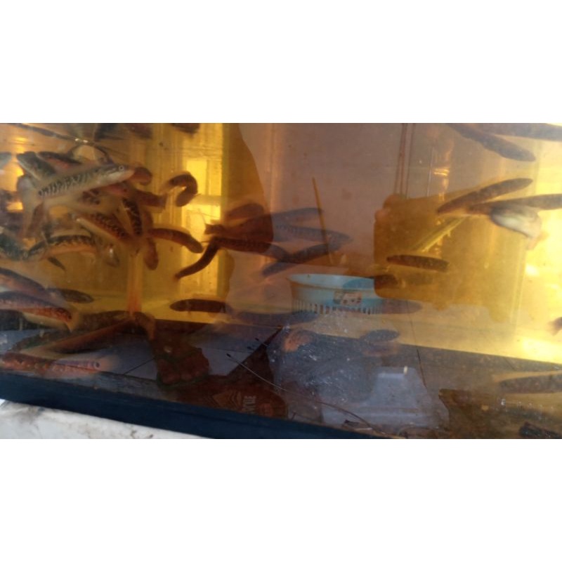 Channa Asiatica WS size 9-10cm