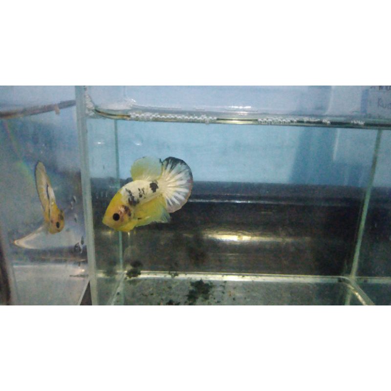 ikan cupang yellow fccp top grade jaminan