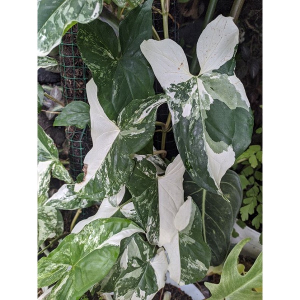 syngonium albo varigata