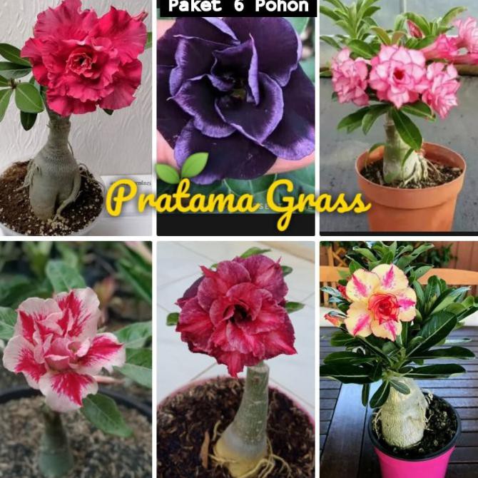Paket 6 Pohon Adenium Bunga Tumpuk - Adenium Kamboja Jepang - Adenium
