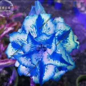 bibit bunga tanaman hias adenium waves blue ice