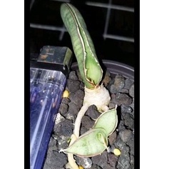 Sanseviera Eilensis + Anak / King Sansevieria / King Sansivera / Raja Sanseviera