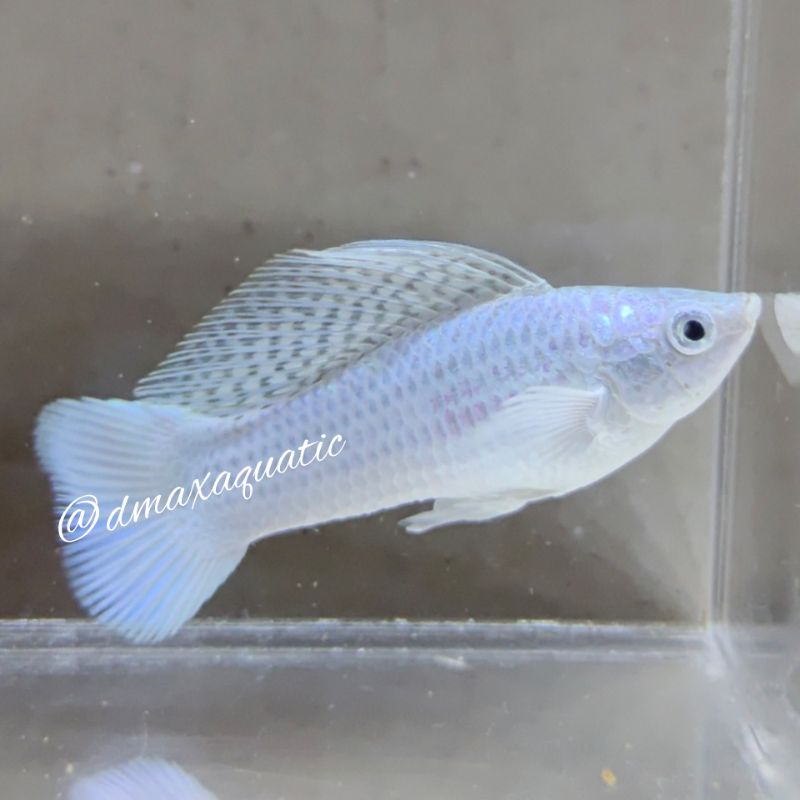 Platinum King Molly Roundtail Black Eyes Satuan Hiasan Aquascape bukan Platy/Xiphophorus/Bloodred/Gu