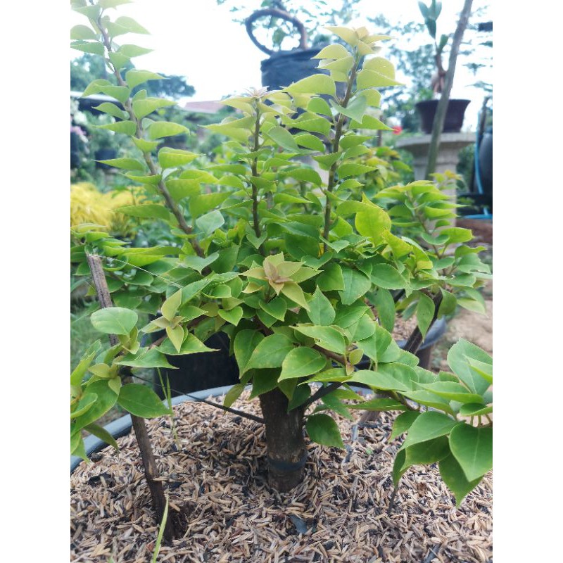 bougenville singapur batang besar ori