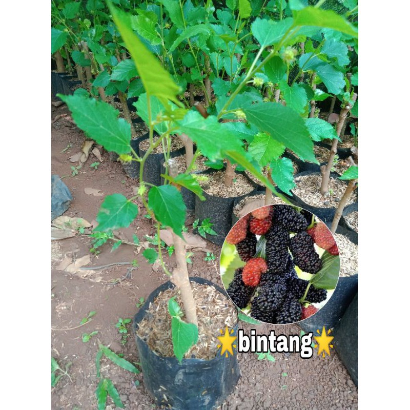 Tanaman Buah Murbei Bibit Buah Murbei Buah Besaran Murberry
