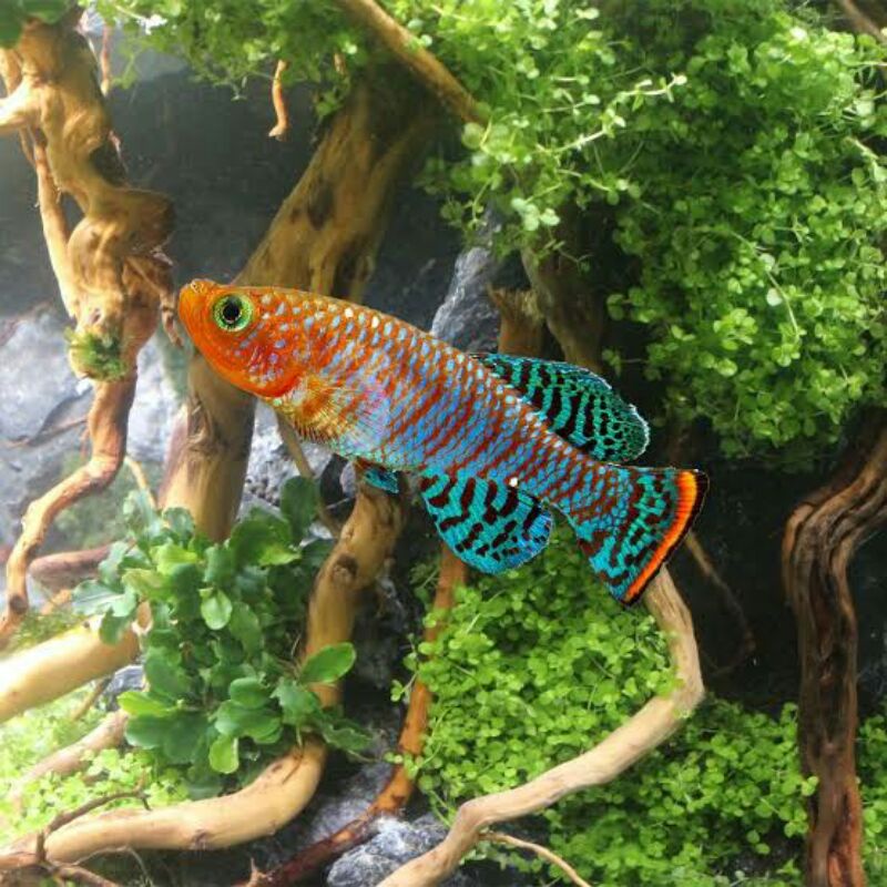 Teur Killifish Nothobrancius Rachovii Siap Tetas