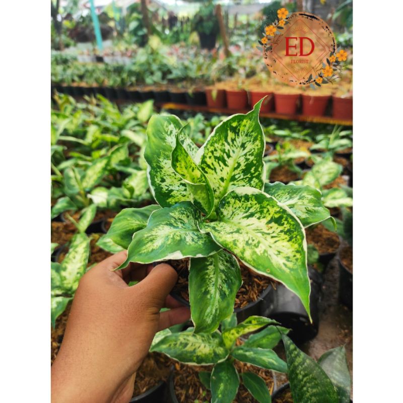 DIVEN ( SPARKLE) SRI REJEKI