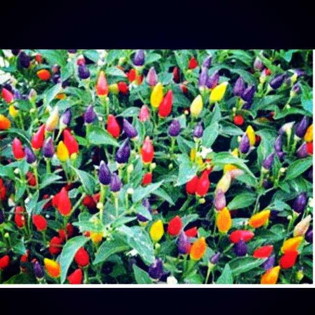 Benih Cabe Bolivian Rainbow