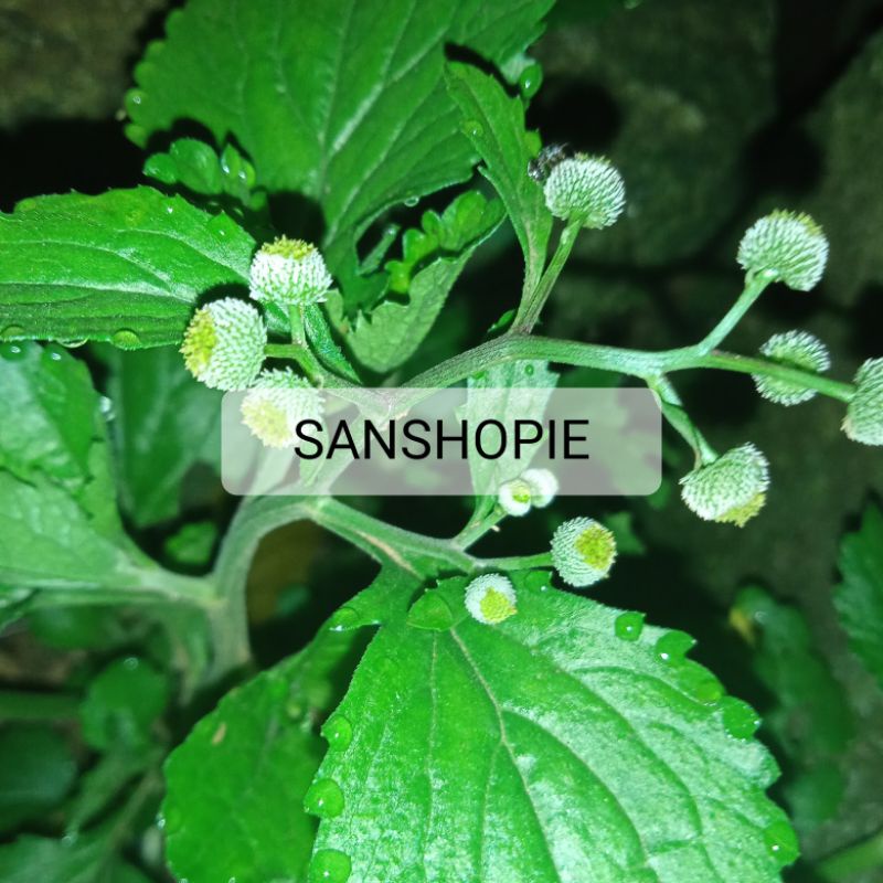 

Daun bandot seprah atau jukut meurit segar 100 gram