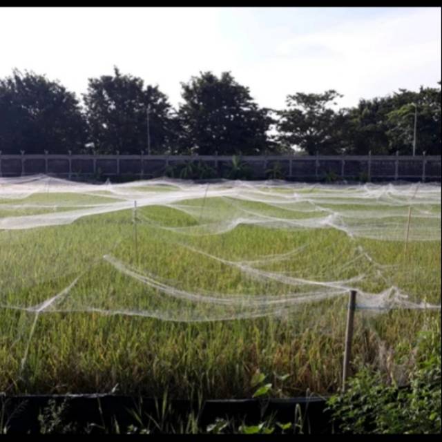 JARING BURUNG JARING PADI JARING EMPRIT JARING SAWAH JEBAKAN PERANGKAP BURUNG JARING