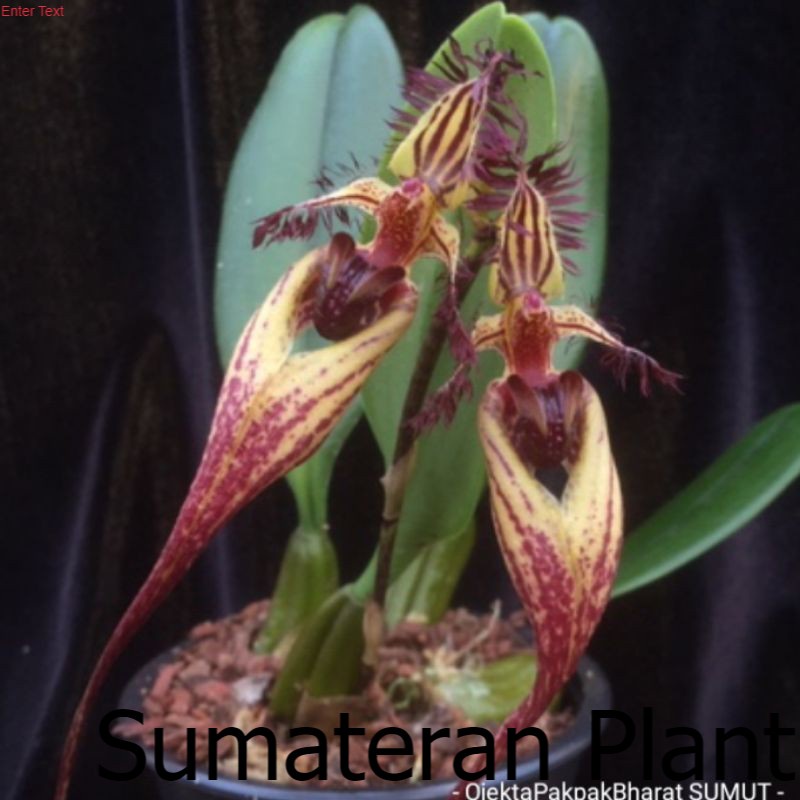 Anggrek Unik Bulbophyllum Putidum + POT Anggrek Hutan Sumatera Indoor Outdoor ; Jual Beli Tanaman Su