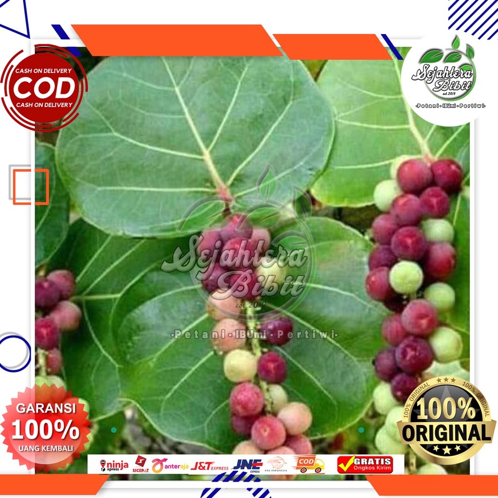 Bibit Anggur Laut merah manis
