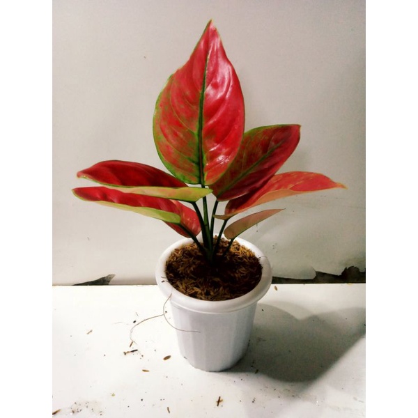 Aglonema Ayunindi Dewasa