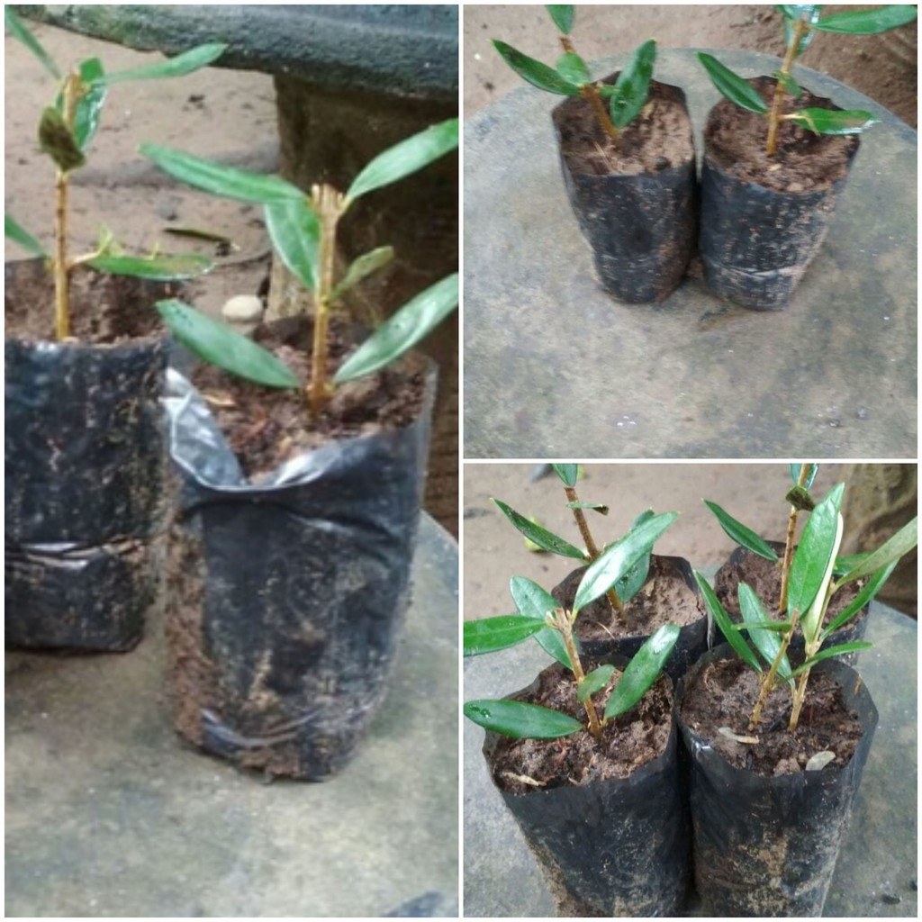 Bibit Zaitun