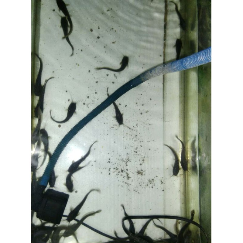 lele Sangkuriang size 4-5 cm